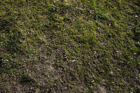 The first spring grass is breaking through Stock Photos