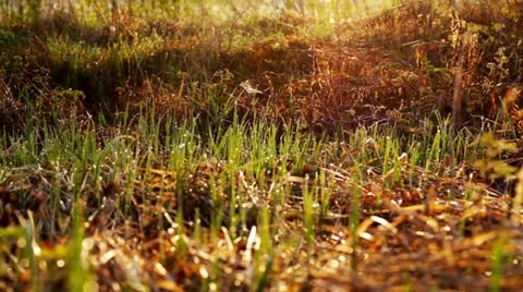 The first spring grass with dew. Webs. Stock Footage 10913310