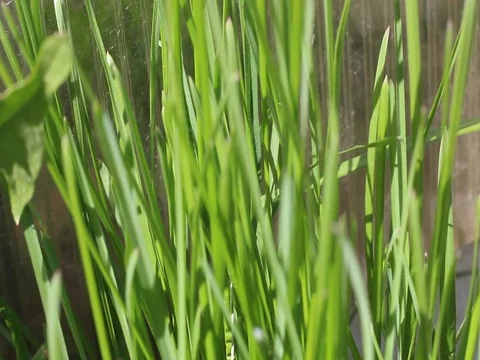The first spring grass Stock Footage 76108171
