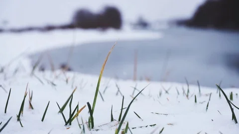 First spring grass in a snow Stock Footage 120297225