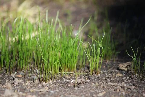 First spring grass in sunlight. Stock Photos
