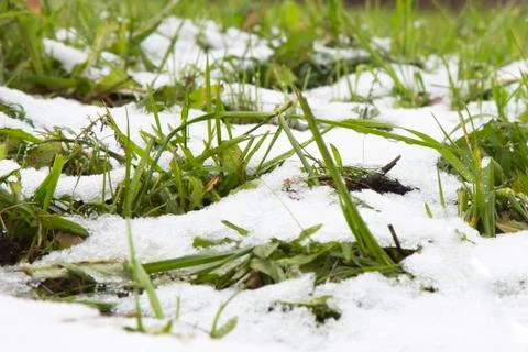 The first spring grasses grow through the snow Stock Photos