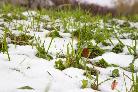 The first spring grasses grow through the snow Stock Photos