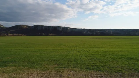 The first spring green grass Vídeo Stock 105481548