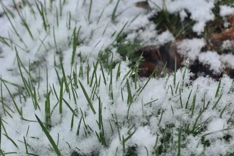 The first spring green grass makes its way out through the snow Stock Photos