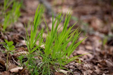 The first spring green grass Stock Photos