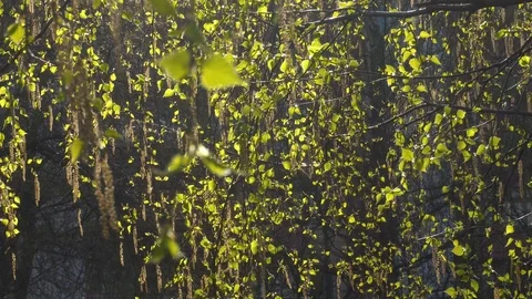 The first spring green leaves of birch in the sun Stock Footage 89810111