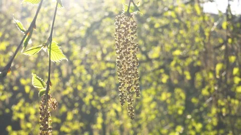 The first spring green leaves of birch in the sun Stock Footage 89810155