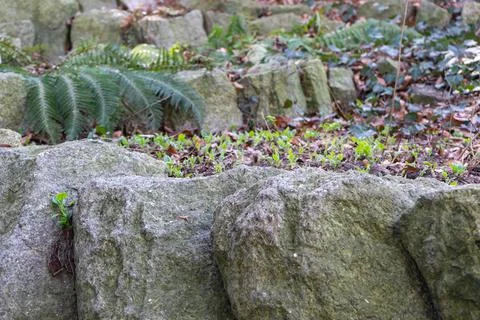 The first spring green vegetation on the rocks Stock Photos