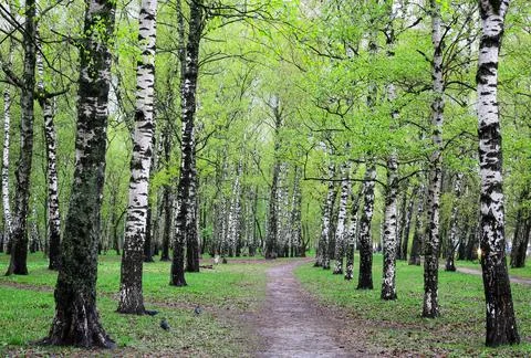 The first spring greenery in the birch park after the rain Stock Photos