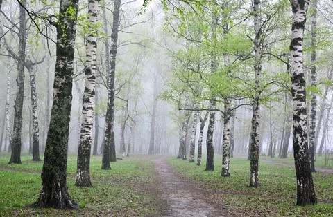 The first spring greenery in a birch park in the morning mist Foto stock