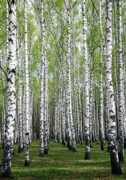 The first spring greenery on white birches in a sunny park Stock Photos