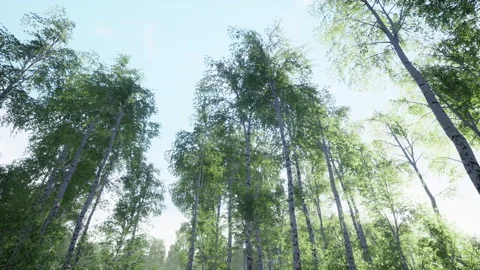 First spring greens in birch grove Stock Footage 230214535