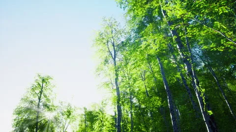 First spring greens in birch grove Stock Footage 235131751