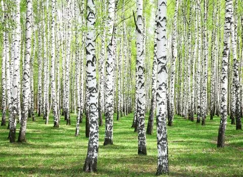First spring greens in birch grove Stock Photos