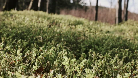 The first spring greens grow in the forest after winte Stock Footage 278315475