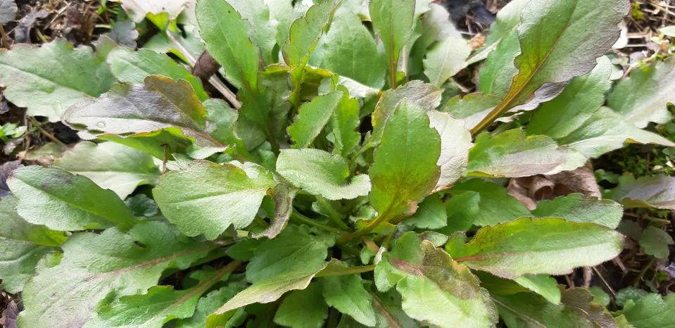 The first spring greens Stock Photos