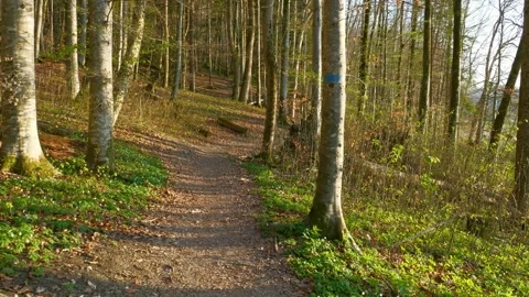 First Spring Hike Through Quiet Woodland Paths Near the Iller River with Budd Stock Footage 309024480
