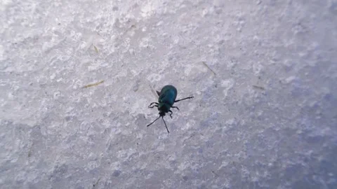 First spring insects do not avoid snow and ice Stock Footage 254274155