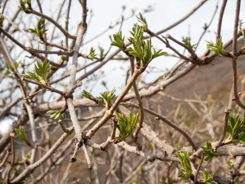 First spring leaves and buds sprouting on tree branches Stock Photos