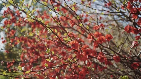 First spring leaves and red flowers on tree branches in a close-up Stock-Footage 113992563