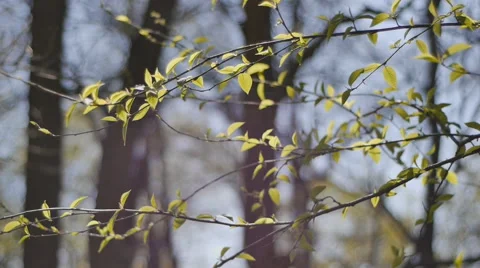 First spring leaves and sprouts Stock Footage 58602281