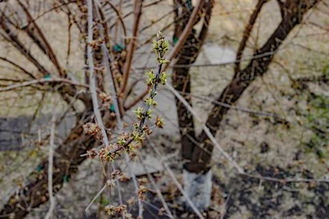 First spring leaves on the branches. Young greens. Springtime Stock Photos