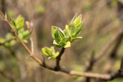 First spring leaves on the branches. Young greens Stock Photos