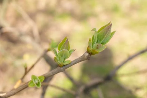 First spring leaves on the branches. Young greens Stock Photos