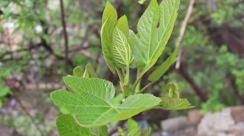 The first spring leaves of a fig tree. Stockbeeldmateriaal 49688328