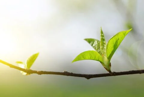 The first spring leaves Stock Photos