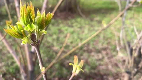 First spring leaves. Springtime first green leaf. Stock Footage 190968321
