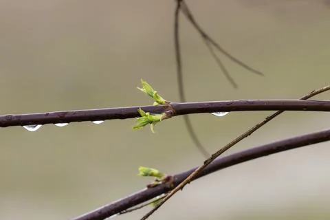First spring leaves. Springtime first green leave. Nice fresh first green l.. Stock Photos