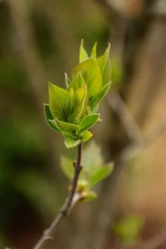 First spring leaves sprouts Stock Photos