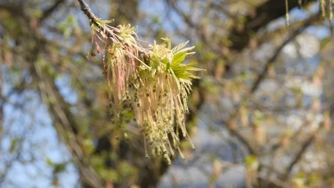 The first spring leaves on a tree branch against background with buds and blue Stock Footage 106914560