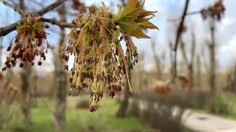 First spring leaves. Tree named Acer negundo, Stock Footage 191051020