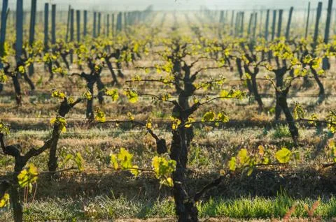 First spring leaves on a trellised vine growing in vineyard Foto stock