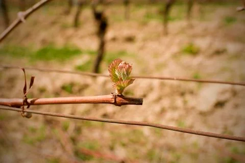 First spring leaves on a trellised vine growing in vineyard. Close-up. Фото