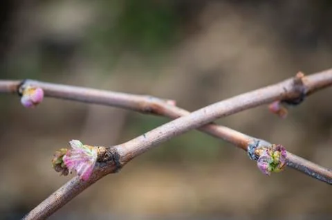 First spring leaves on a trellised vine growing in vineyard, Bordeaux, France 스톡 사진