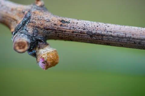 First spring leaves on a trellised vine growing in vineyard, Bordeaux, France Foto stock