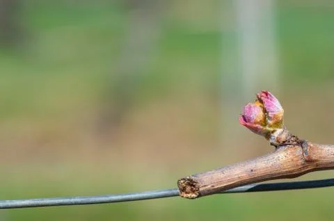 First spring leaves on a trellised vine growing in vineyard, Bordeaux, France 스톡 사진