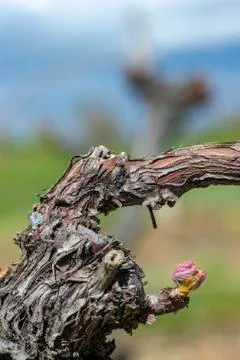First spring leaves on a trellised vine growing in vineyard, Bordeaux, France 스톡 사진