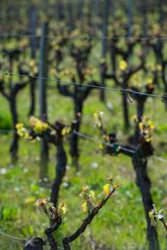 First spring leaves on a trellised vine growing in vineyard, Bordeaux, France Stock-Fotos