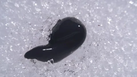 The first spring leech migrates from the spring pond Stock Footage 254274848