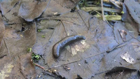 The first spring leech migrates from the spring pond Stock Footage 254276254