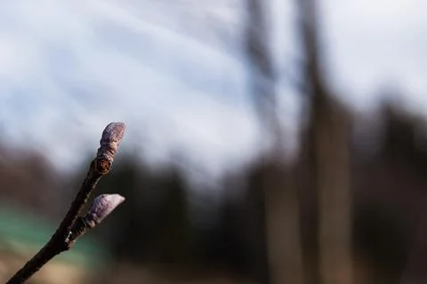 The first spring movements. Swollen buds on a tree on a blurry background on Stock Photos