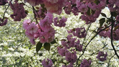 The first spring pink flowers on a branch. Stock Footage 89125022