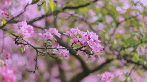 First spring pink flowers. Cherry flowers blooming in the spring. Stock Footage 88859406