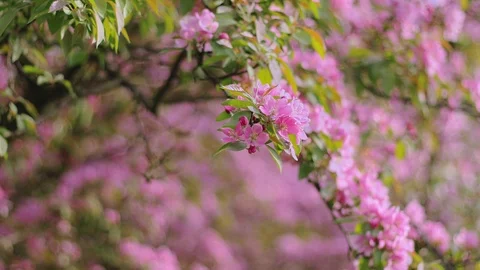 First spring pink flowers. Cherry flowers blooming in the spring. Stock-Footage 88859739