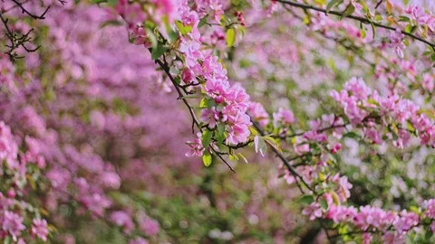 First spring pink flowers. Cherry flowers blooming in the spring. Stock Footage 88862471